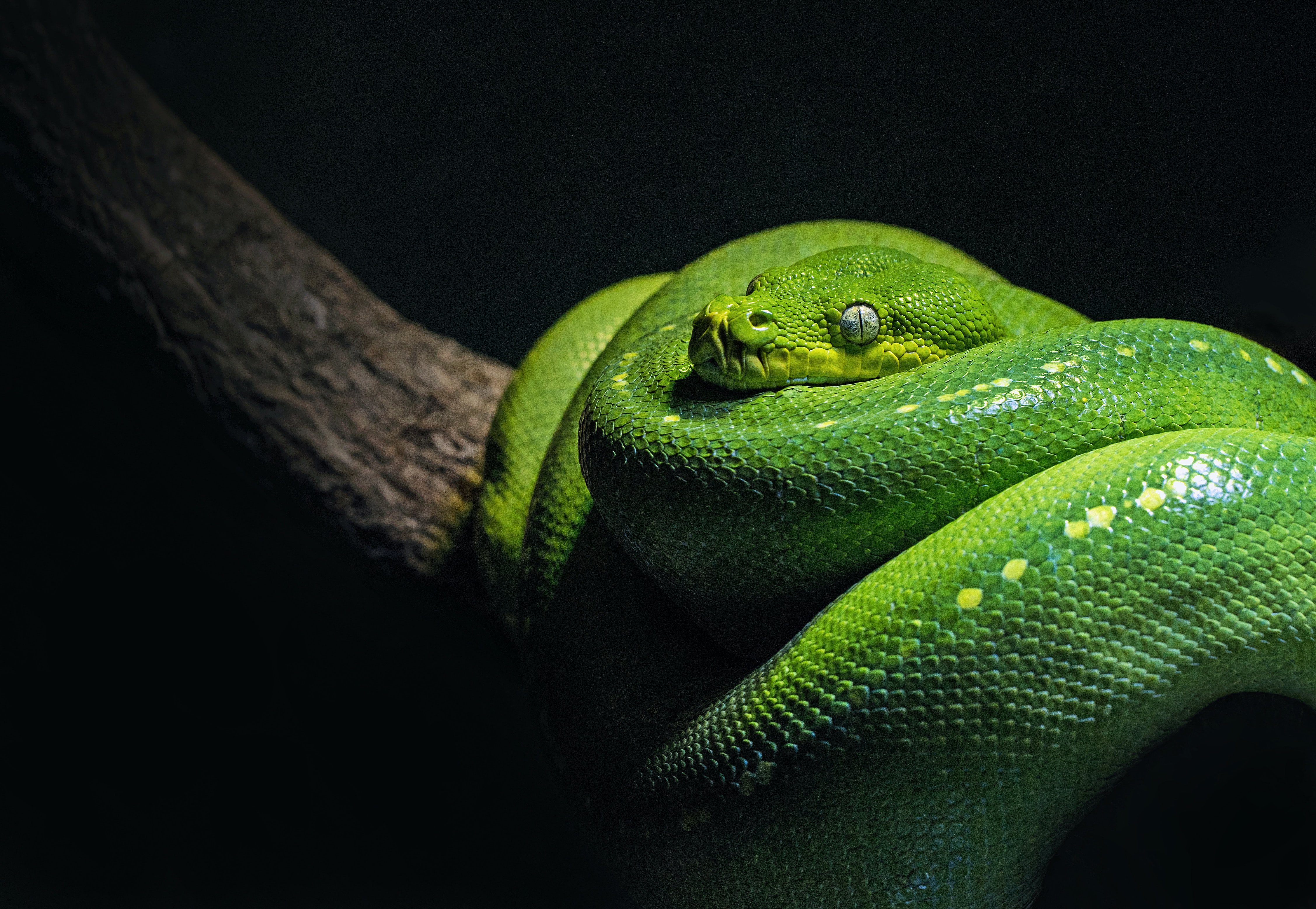 Why FastAPI is my Favorite Python Web Framework